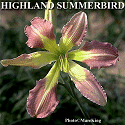 Highland Summerbird (King, 2001)