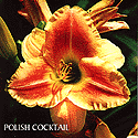 Polish Cocktail (Jasinski, 2002)