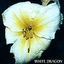 White Dragon (Jasinski, 2002)
