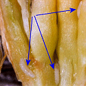 Gallmidge larvae (photo: Juerg Plodeck)