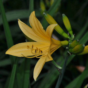 Hemerocallis esculenta